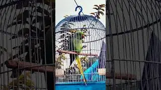 #parrot #bird #parrotsofinstagram #parrots #birds #birdsofinstagram #parrotlover #pet #parrotlife