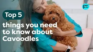 5 things you need to know about owning a #cavoodle
