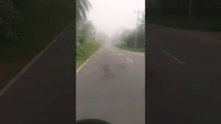 in to the mist 😱😱😱 #the mist #nature #travel #rain #mist