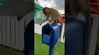 Monkey Steals Mail from Mailbox!  Real Street CCTV Footage 2025 🐒📬😂