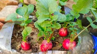 If You Are Salad Lover Grow Your Own Red Radish At Home ||From Seed To Harvest