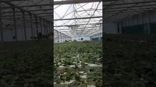 Hydroponic Strawberries. Benny at The Farm