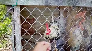 Granja animales domesticos