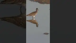 The redshank bird foraging for food in shallow waters, Tringa totanus  #shortvideo #birds #wildbirds
