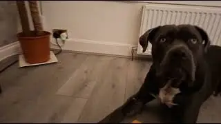 Odin ( CANE CORSO ) An Italian Mastiff