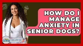 How Do I Manage Anxiety In Senior Dogs? - Ask A Pet Vet