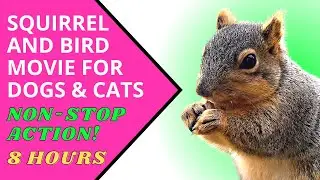 8 HOUR Squirrel and Bird Movie for Dogs & Cats. Relaxing sights and sounds. Great for waiting rooms.