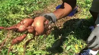 Sweet potatoes grown in woodchips only!!! Results are in!
