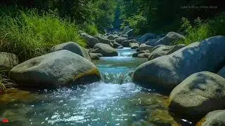 🌿 Relaxing Forest River Stream 🌊 Calm Water Sounds for Meditation LIVE