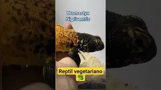 Uromastyx Nigriventris#shorts