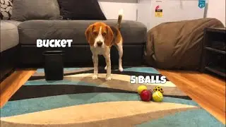 Beagle Vs 5 Balls and a Bucket | Beagle Universe