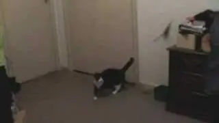 DaBird!