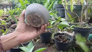 MAKING A WATERFALL STYLE MINION BONSAI // CASCADE STYLE