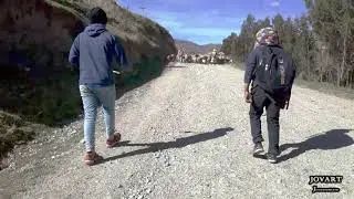 PISTACO El terror del pueblo