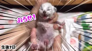 【🤯メンタル崩壊秒読み】今度はおむつ替えで罵声を浴びせられました...