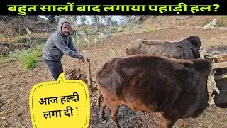 बहुत सालों बाद लगाया पहाड़ी हल😍पहाड़ी खेतीबाड़ी || Pahadi Lifestyle Vlog by. @yashpahadiofficial 