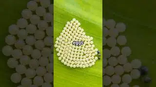 🍃 Masters of Disguise The Enchanted Life of Leaf Insects 🌿🕵️&zwj;♂️