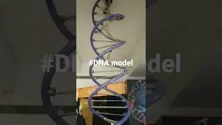 #working model of DNA#double helix