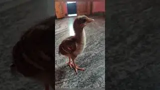Baby peacock / Peachick 🦚