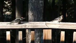 Hairy Woodpeckers seeming to mimic each other.