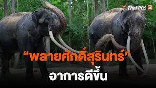 พลายศักดิ์สุรินทร์ อาการดีขึ้น | จับตาสถานการณ์ | 6 ก.ค. 66