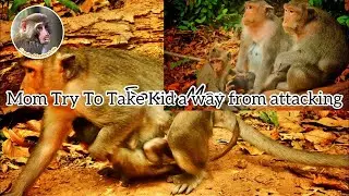 Monkey Try to get away from attacking #wild #monkey #monkeylove #monkeylife #monkeychild