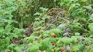 Powerful Mountain River Flow | Crystal Clear Glacial Water Sounds