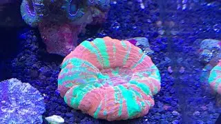 Surprise Live Stream! - Versa/Polyp Lab Booster Giveaway!