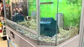 Guinea Pigs at Petsmart Zoomies! (Glenmont, NY)