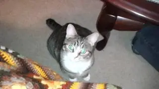 Even more crazy cat mouth movements