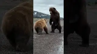 The size difference between a female and male grizzly bear. #shorts