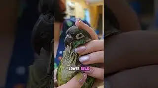 Conure Pierces Beak