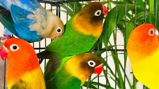 Pet Bird LIVE 🦜 Lovebirds Feeding, Breeding & Care