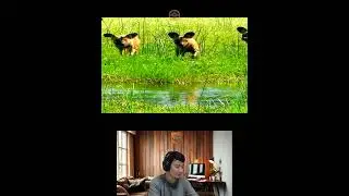 Amazing Animal Growth Journey #animals #funny #cute