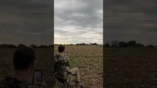 Hawk Destroyed my Dove Decoy!! 😡 😂#dovehunting #hunt #birdhunting #hunting #huntingbirds #hunter
