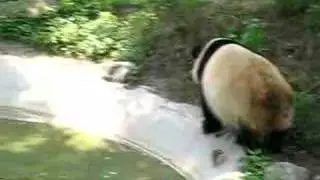 Walking Panda