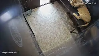 Не переживайте за котика,котик не дурак, чтобы морозить попу)#lion #шерхан #animals #bigcat