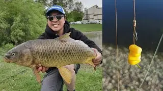 Neighborhood Pond Adventures | Fishing for Carp in a Winnipeg Retention Pond