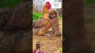 Adorable Dog Hugs a Chicken! 🐶🐔 Cutest Moment Ever! #dog #chicken #cute #shorts