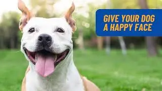 Happy Face Vegan Dog Shampoo | No Parabens | No Silicones | Sensitive Skin