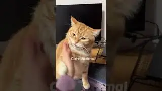 Fluffy Diaries 246 #cat #cute #funny #animals