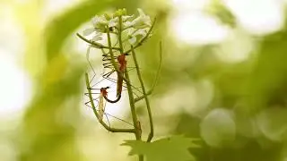 Mosquito cells help the insects choose tastiest humans