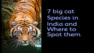 7 big cat species in India and where to spot them