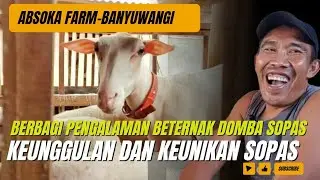 KEUNGGULAN DAN KEUNIKAN DOMBA SOPAS BANYUWANGI||BERBAGI PENGALAMAN BETERNAK SOPAS