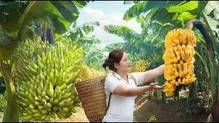 Harvesting Banana Goes To Market Sell – Lisa harvesting 686 | Farm Life