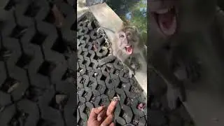 #youtubeshorts #shorts #funny #memes #funnymemes