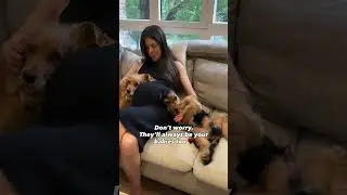 My fur babies waiting for their next tiny human &hearts;️ They&rsquo;re soo good with Nina already, I&rsquo;m sure