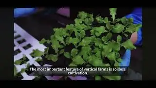 Vertical Indoor Plant Factory new farming hydroponic technology 