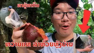 ຫາຢູ່ຫາກິນ! ຫວ່ານແຫຫາປາຕາມລຳຫ້ວຍທຳມະຊາດ ບັນຍາກາດດີແຮງ ໝາກເດື່ອທຳມະຊາດແຊບຫວານ