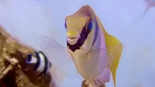 ヒメアイゴ　Double-bar Rabbitfish,Barhead spinefoot　Siganus virgatus